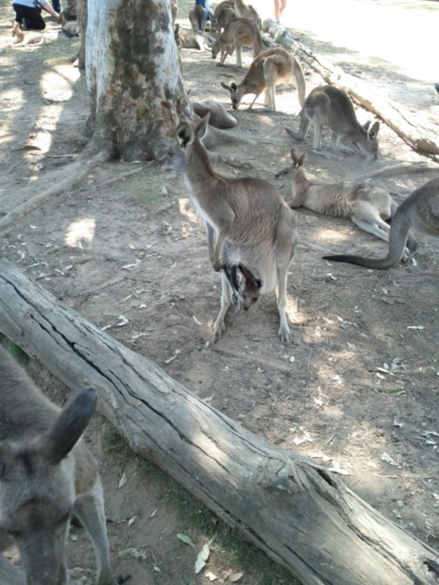 IMG_20130906_122526.jpg image